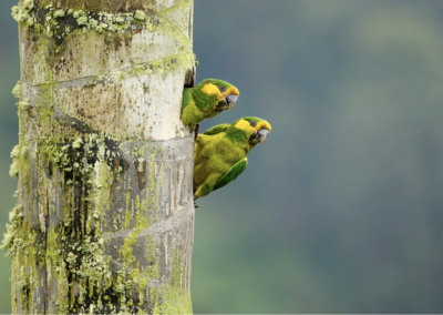 Colombie, Gardiens des oiseaux