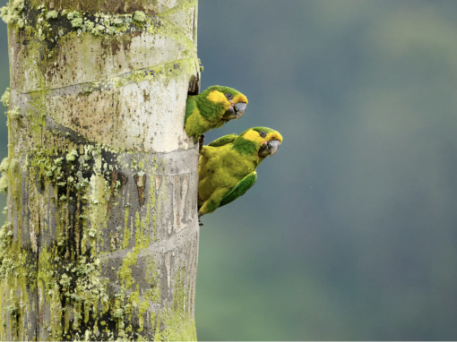Colombie, Gardiens des oiseaux